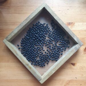 Black Coco beans in a sieve