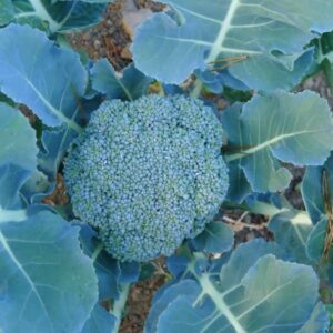 Brassicas