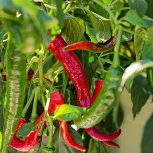 Cayenne Chilli Peppers Ripen