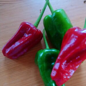 Green and red Padron chillis
