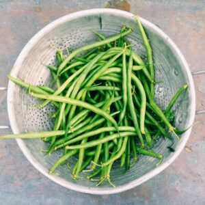 Dwarf French Bean 'Caruso' - Irish Seed
