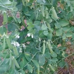 Garden Pea with white flowers