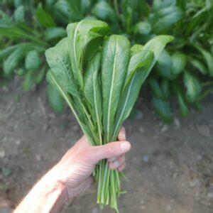 mibuna leaves
