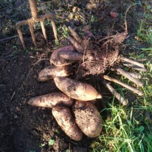 Harvesting yacon tubers