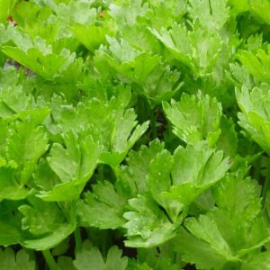 Herb Celery Leaves