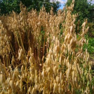 Naked oats growing in Ireland