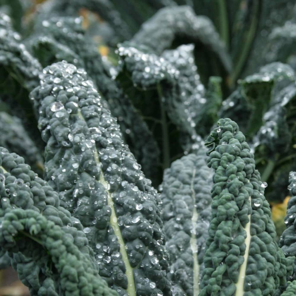 Kale 'Nero de Toscana' - Irish Seed