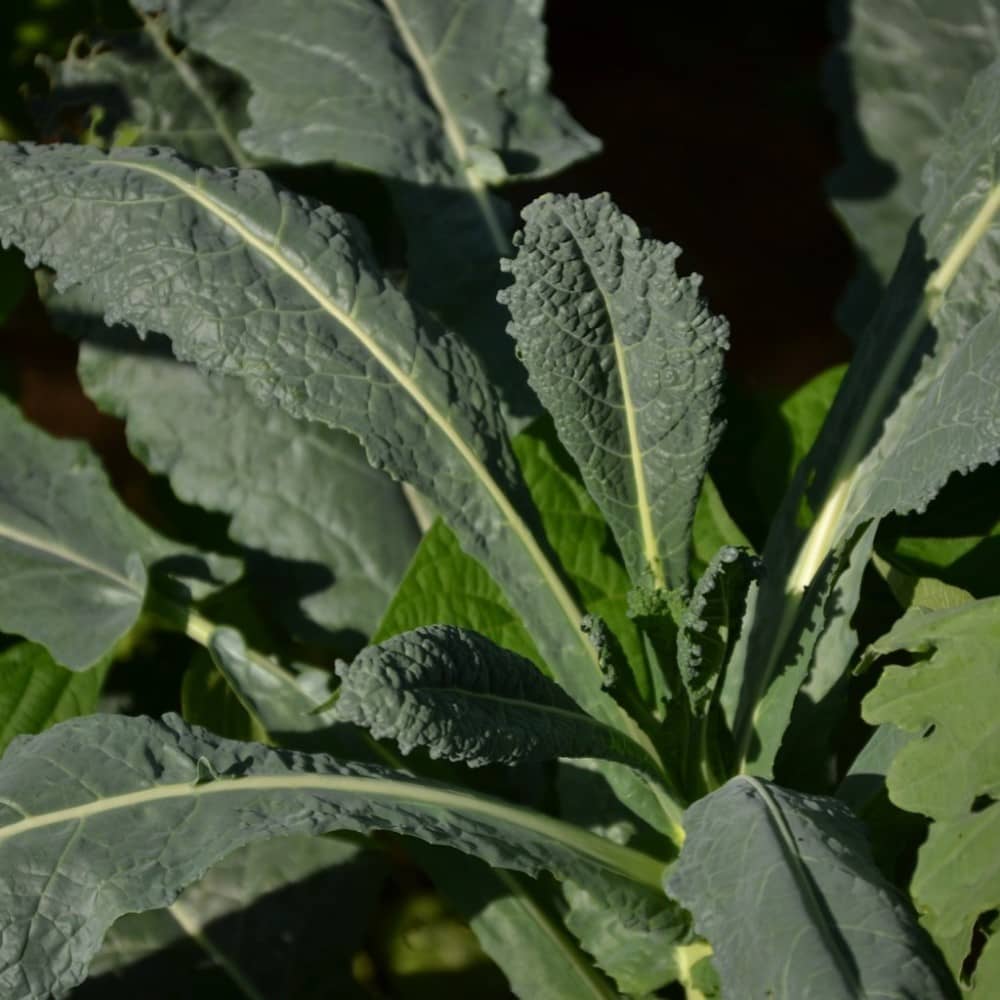 Kale 'Nero de Toscana' - Irish Seed - Image 2