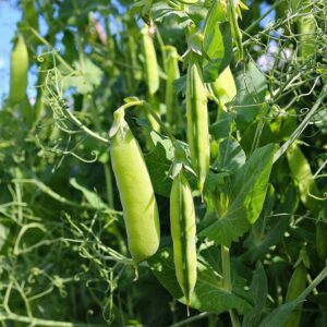 Garden Pea 'Kelvedon Wonder' - Irish Seed