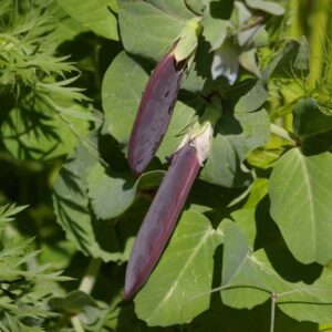 Purple podded peas growing