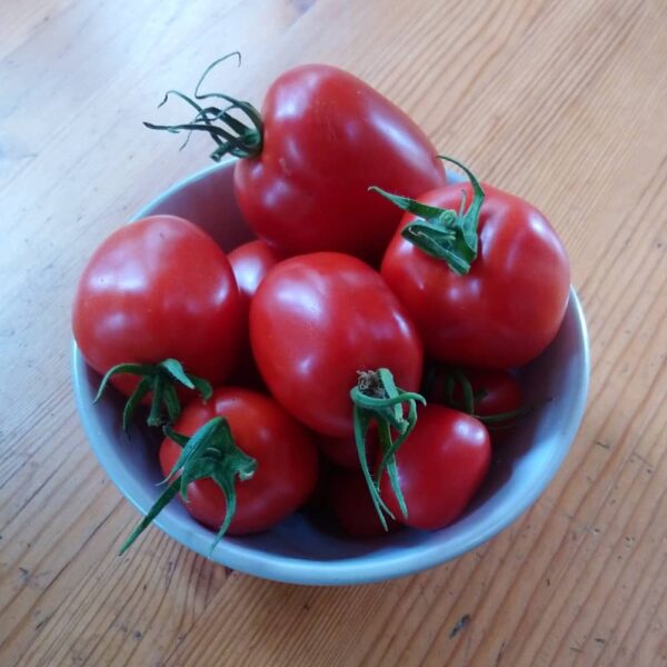 Bowl of oblong paste tomatoes