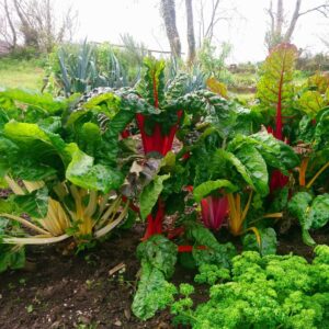 Colourful chard growing in a garden