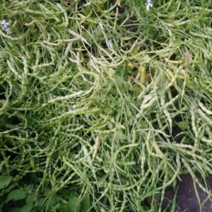 Radish 'Rat Tailed' - Irish Seed