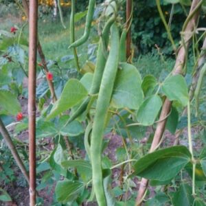 Runner beans growing on bamboo canes