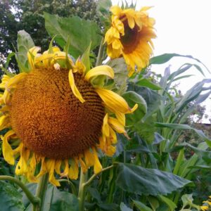 Large yellow sunflowers