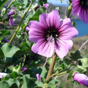 Tree Mallow Flower