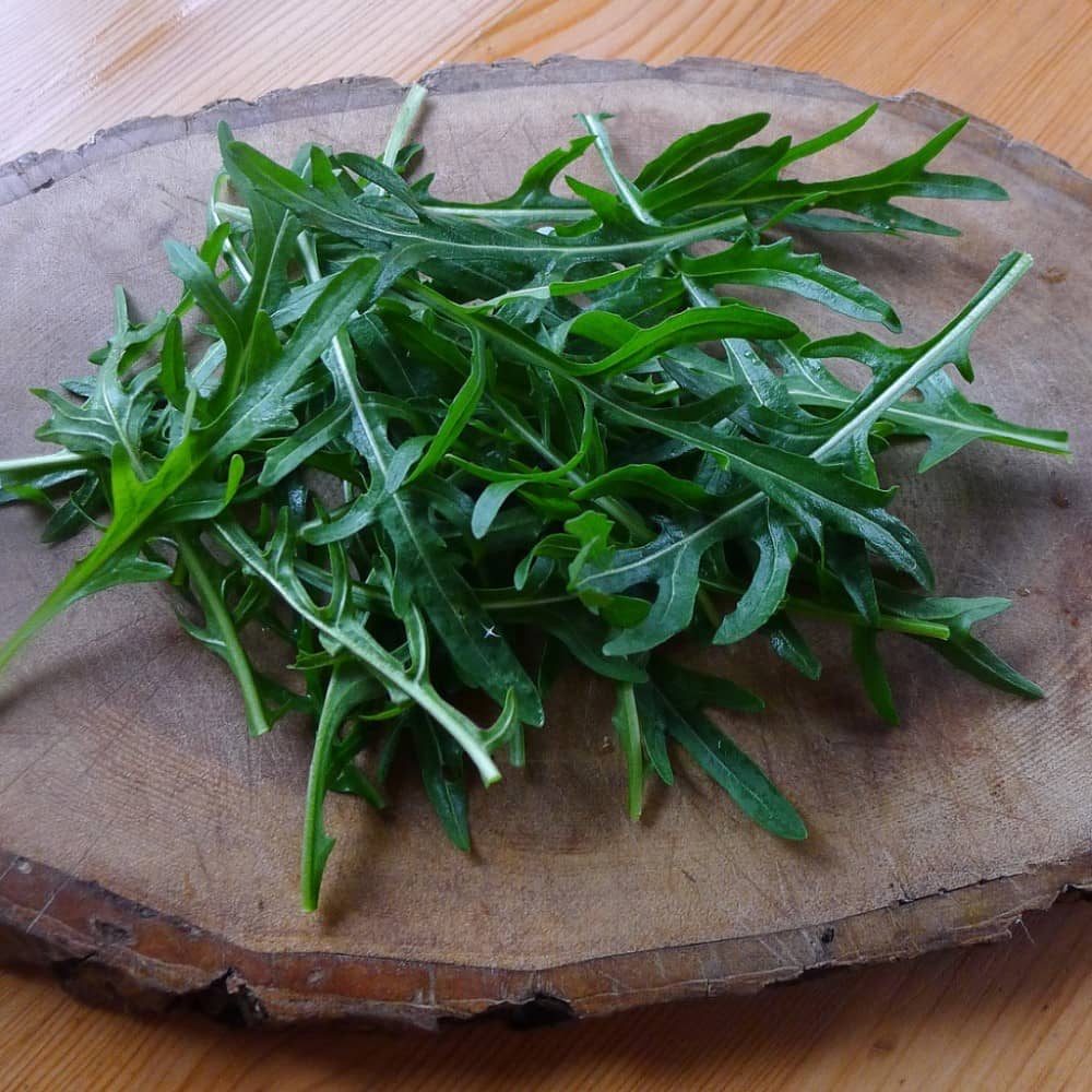 perennial-rocket-irish-seed-irish-seed