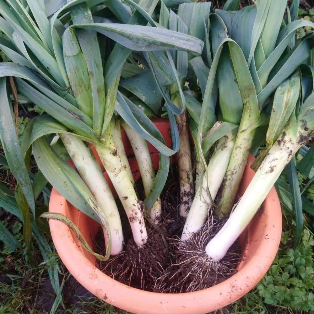 Leeks in a bucket