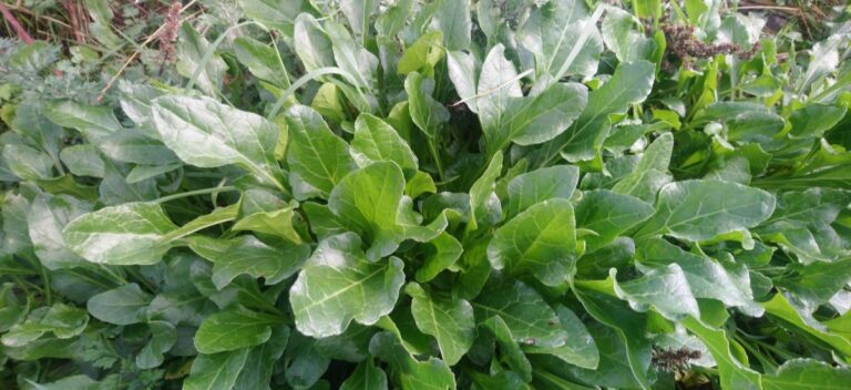 Sea beet growing in Cork