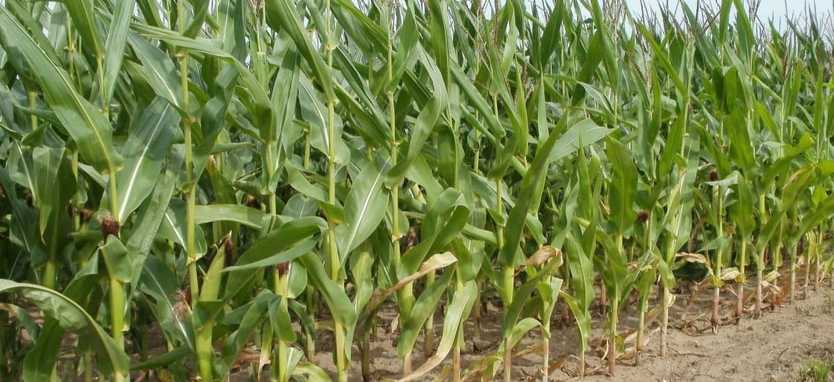 maize corn field