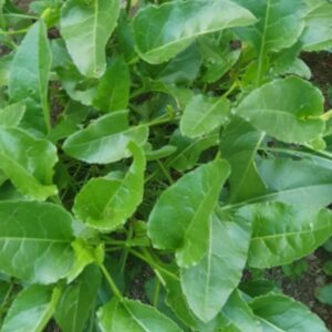 Leaves of the Erbette variety of beta vulgaris