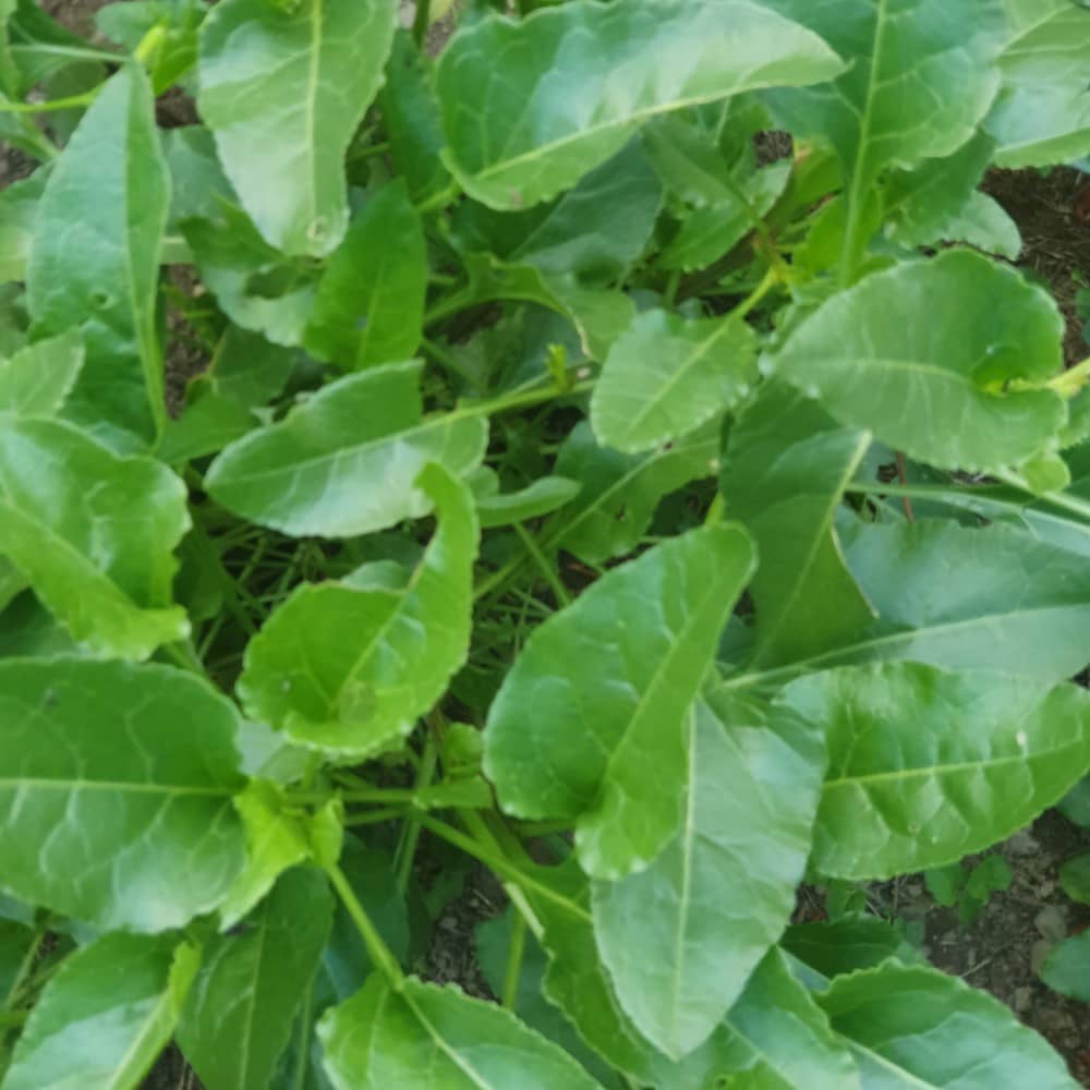 Leaves of the Erbette variety of beta vulgaris