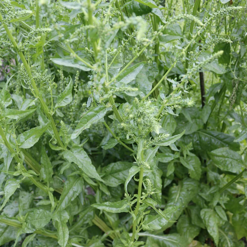 Leaf Beet 'Erbette' - Irish Seed - Image 2