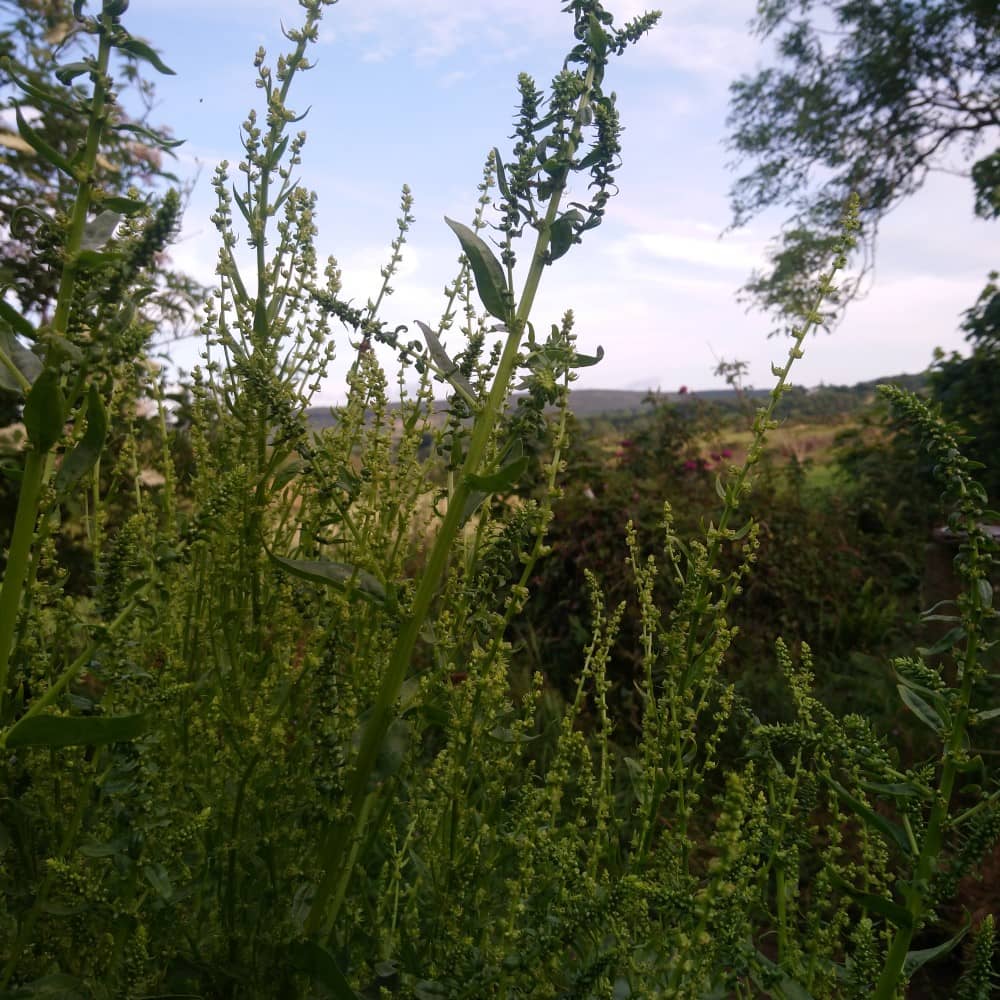 Leaf Beet 'Erbette' - Irish Seed - Image 3