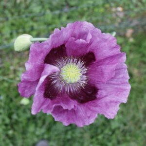 Inside of pink poppy flower