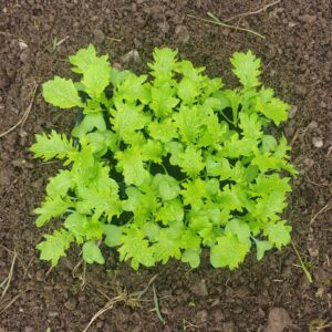 Wasabino salad plants - seeds ireland
