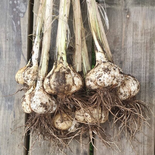 Elephant Garlic Seed Cloves - 2025 Fresh Harvest, USA Grown, Easy To Grow Planting Bulbs