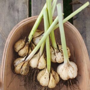 Elephant garlic bulbs harvested in Ireland