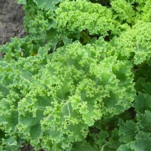 Dwarf Curly Kale