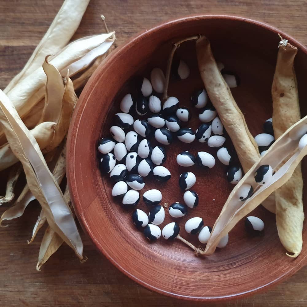 Orca Bean Seeds