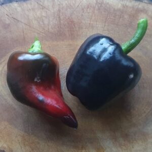 Nokturn Peppers