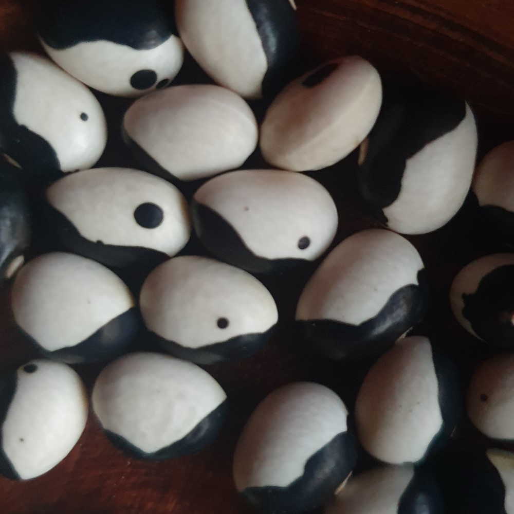 ying yang dry beans seed