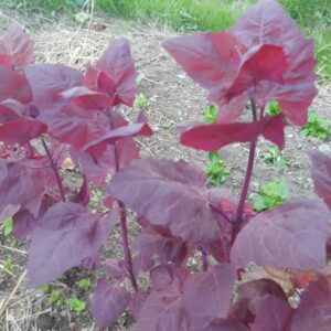 Red Orache Growing in Ireland
