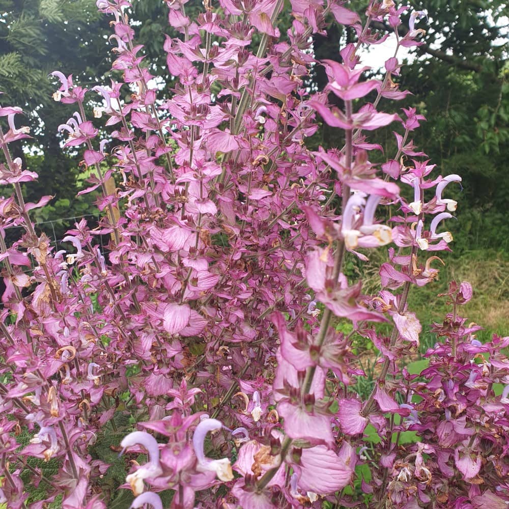 Salvia sclarea flowering