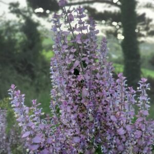 Clary Sage Flowering