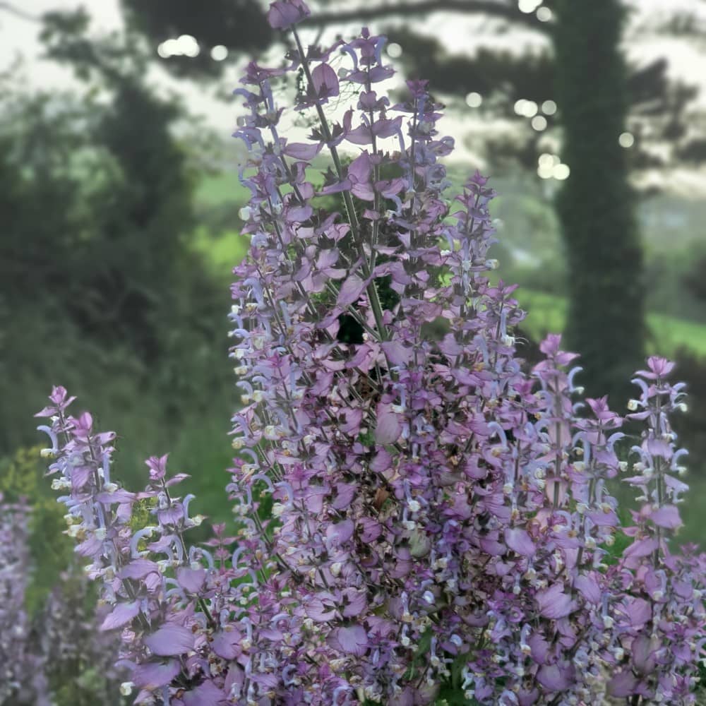 Clary Sage (Salvia sclarea) Seeds