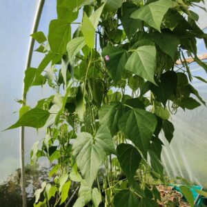 french bean growing in Ireland