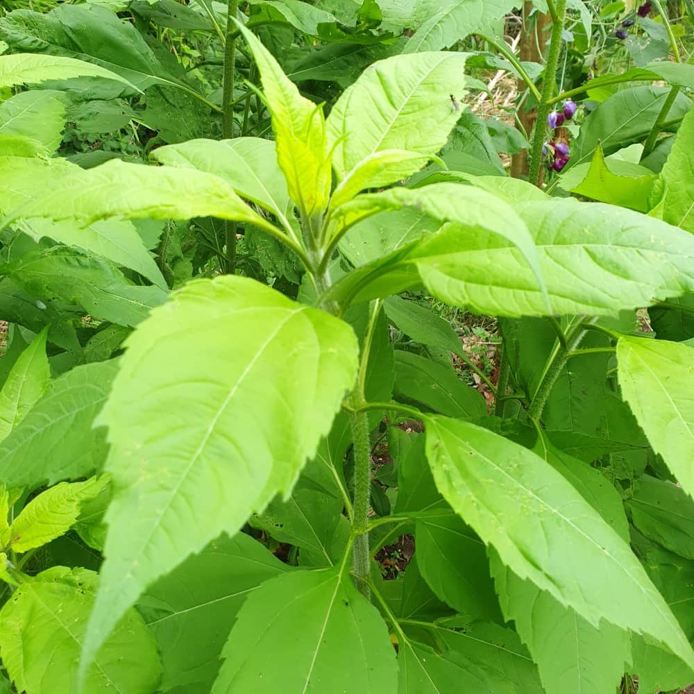 Jerusalem Artichoke 'Fuseau' - Image 2