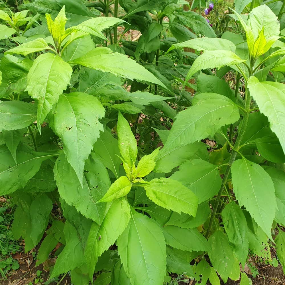 Jerusalem Artichoke 'Fuseau' - Image 3