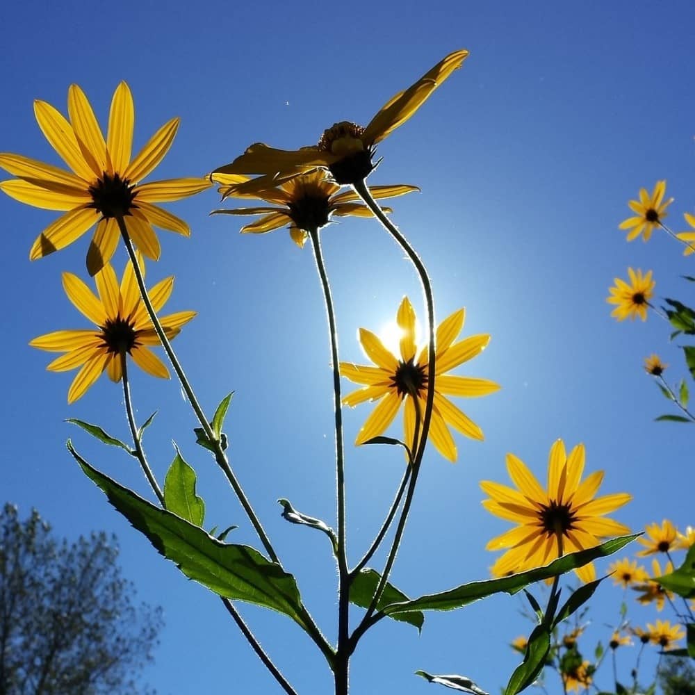 Jerusalem Artichoke 'Fuseau' - Image 4