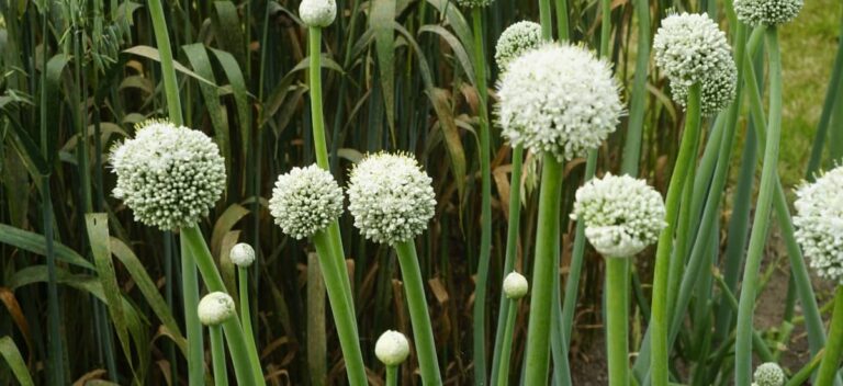 onion plants flowering