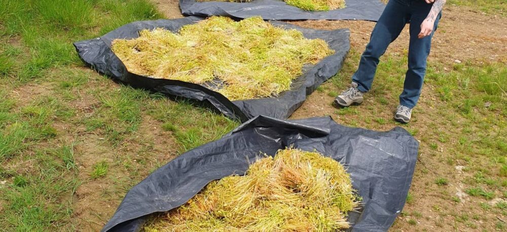 claytonia perfoliata plants drying on tarps