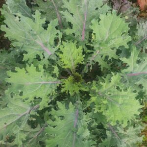 Siberian Kale growing in Ireland
