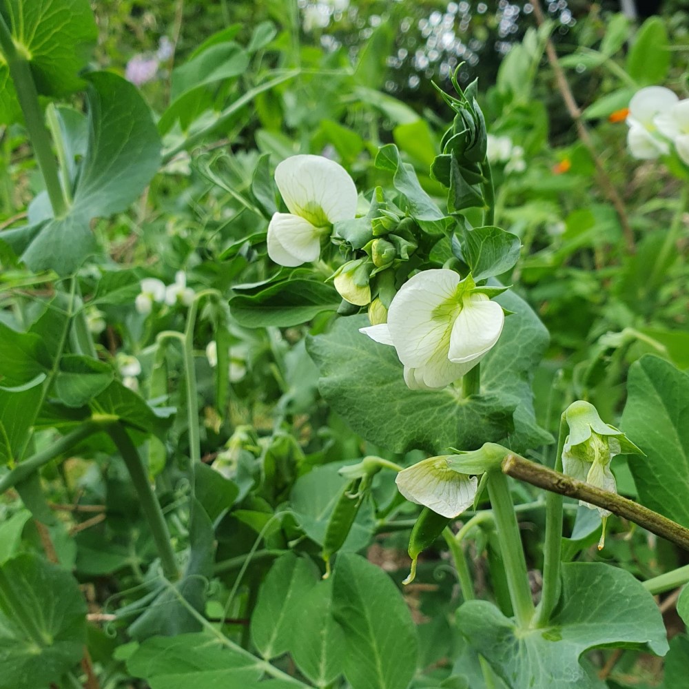 sugar daddy snap pea