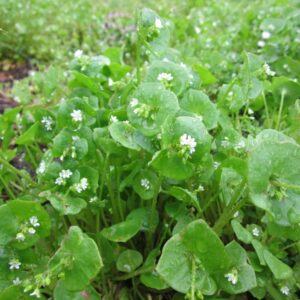 claytonia perfoliata leaves and flowers