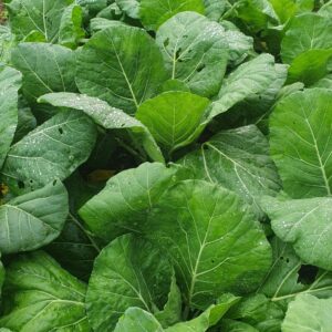 Growing Collard Greens in Ireland